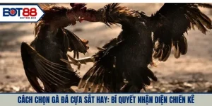 Cách Chọn Gà Đá Cựa Sắt Hay