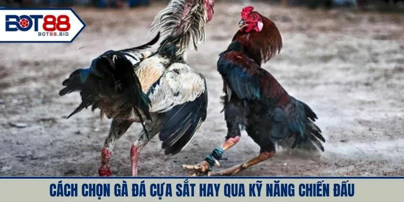 Cách chọn gà đá cựa sắt hay qua kỹ năng chiến đấu